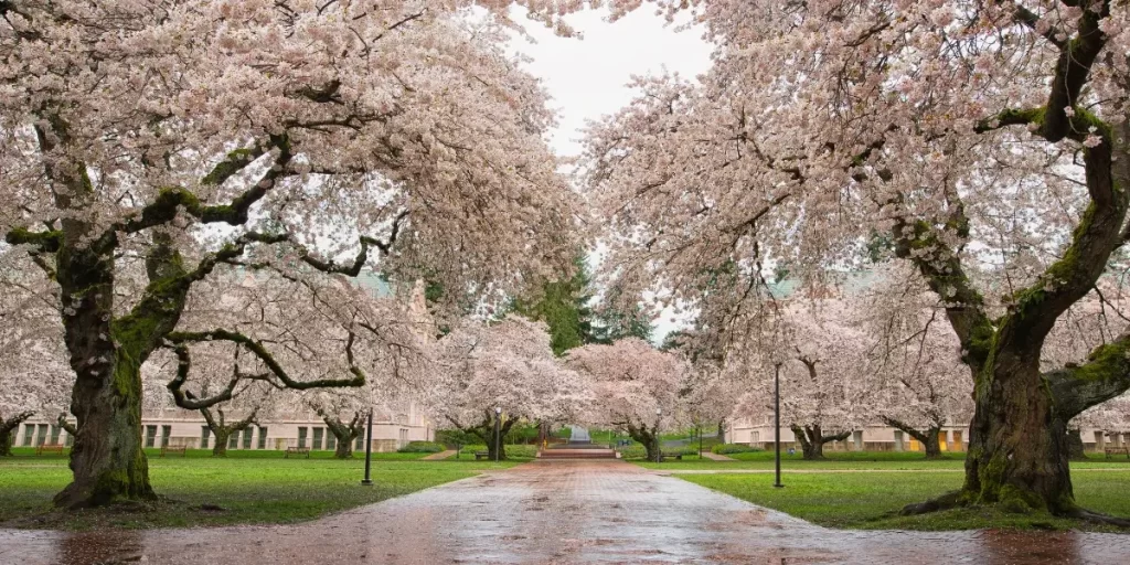 Cherry Blossom Festival (1)