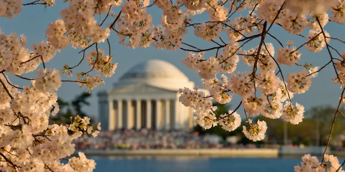 Cherry Blossom Season in Washington DC