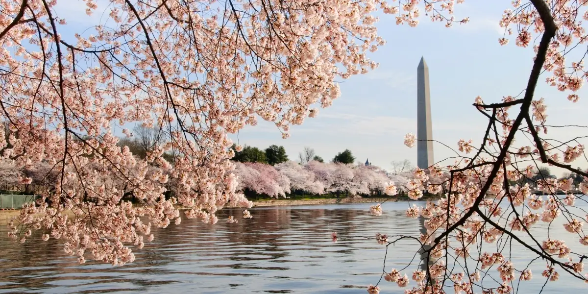 Cherry Blossom in D.C