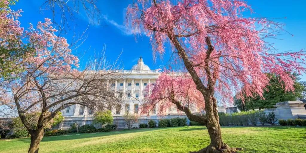 Cherry blossom Best Time to Visit Washington DC Based on What You Want 