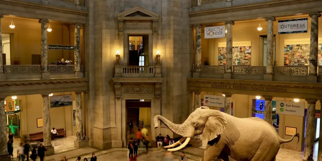 National Museum of Natural History _ best museum in washington dc